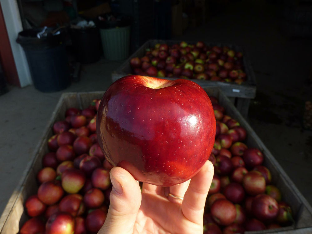 Massachusetts Apple Month