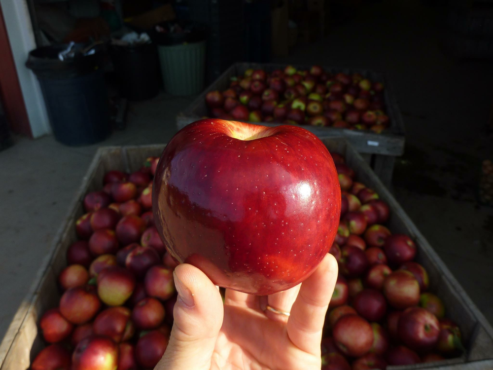Massachusetts Apple Month