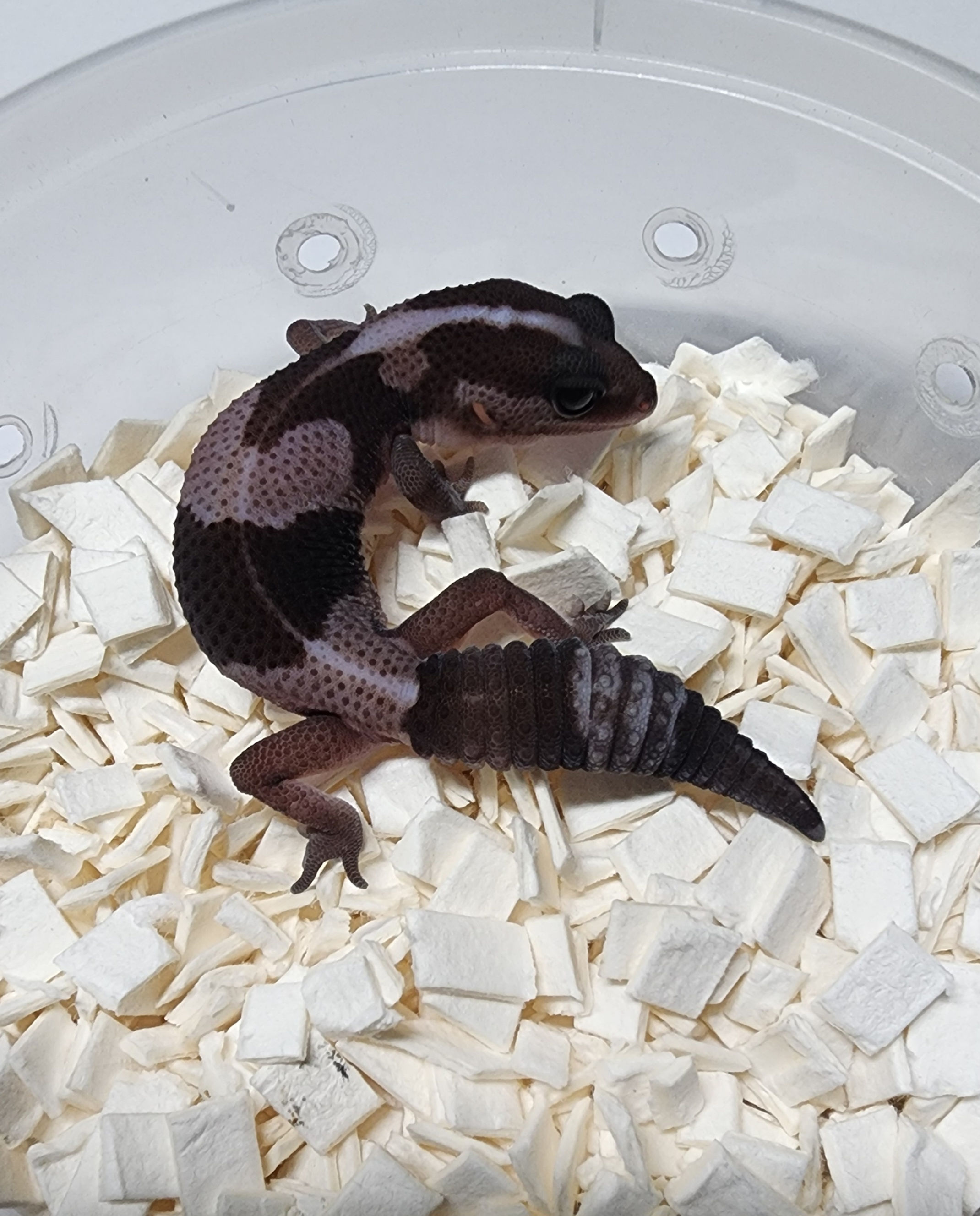 #490 奧利奧het無紋50%het幽靈(母)