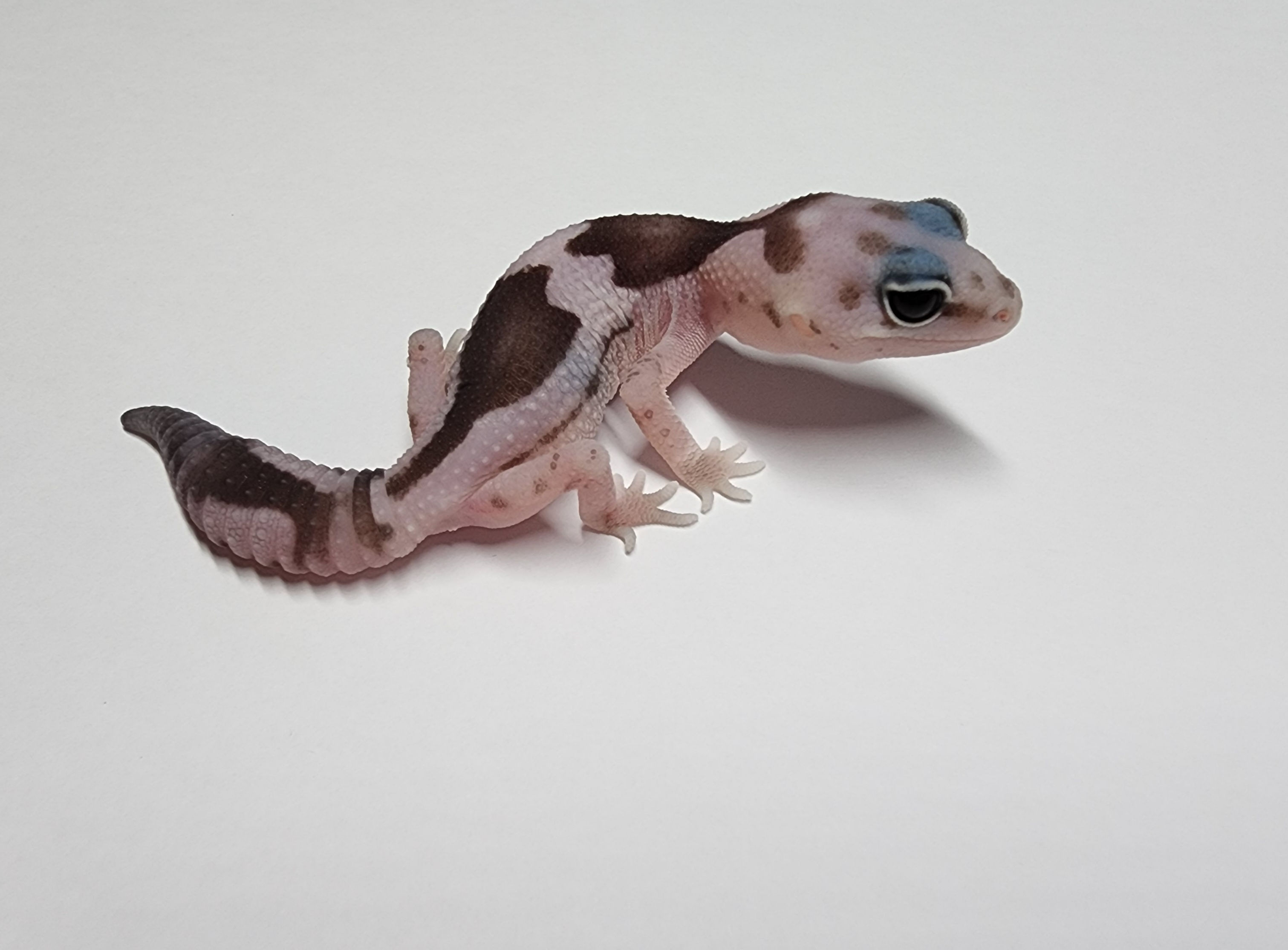 #470 奧利奧祖魯het橘白(母)