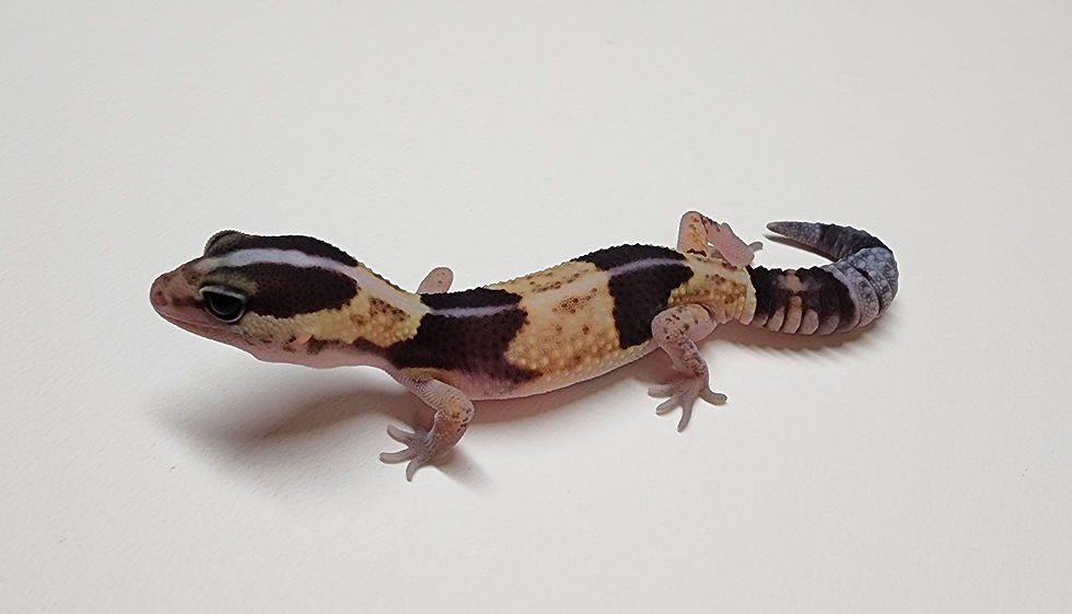 縮圖：#392直線普肥het奧利奧(母溫)