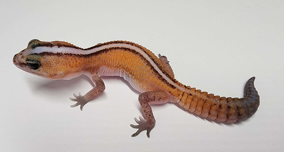 縮圖：#39 直線無紋帶橘白