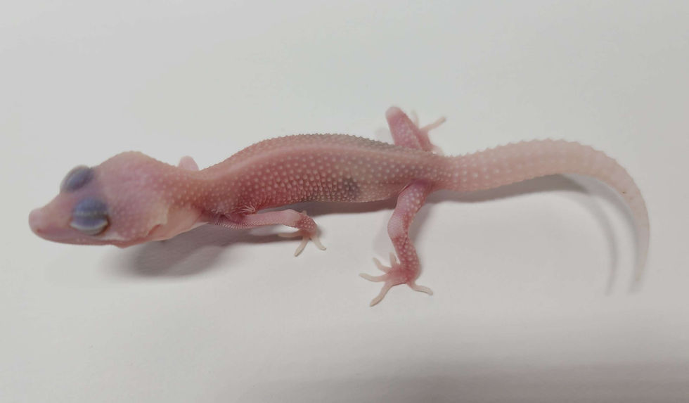 縮圖：#102 超級雪花惡魔白酒