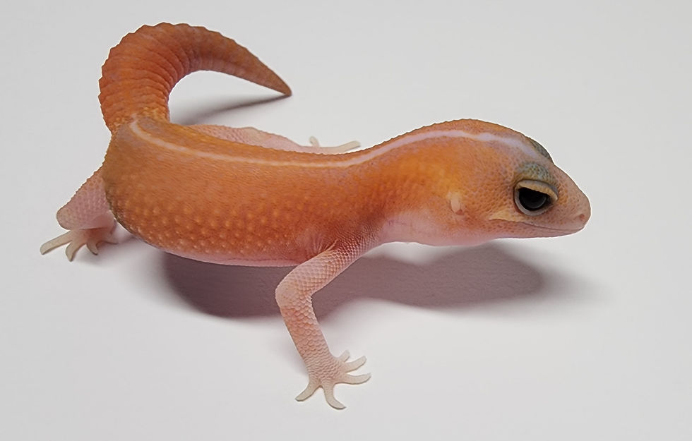 縮圖：#91 直線橘白無紋(母)