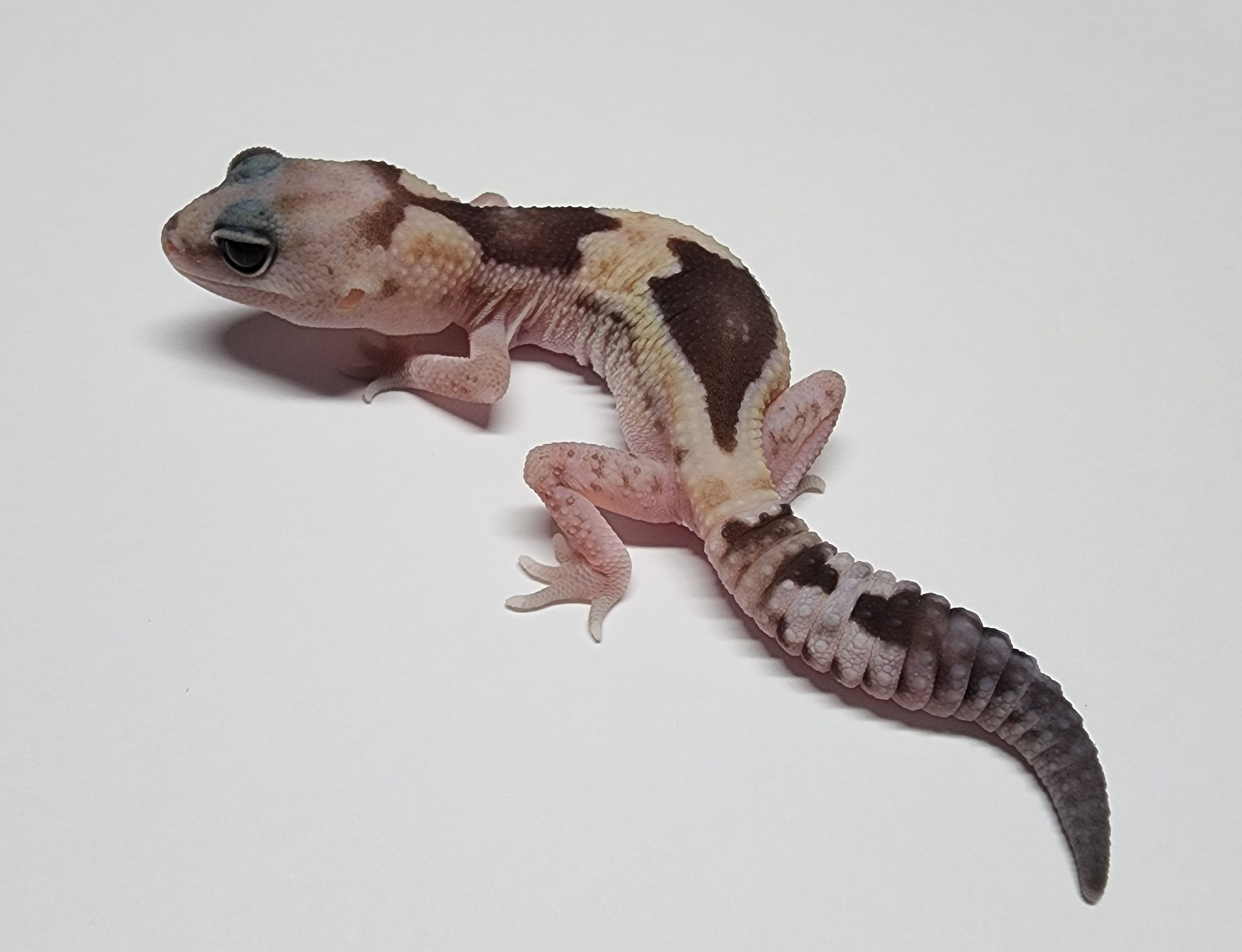 #464祖魯het焦糖奧利奧(母)