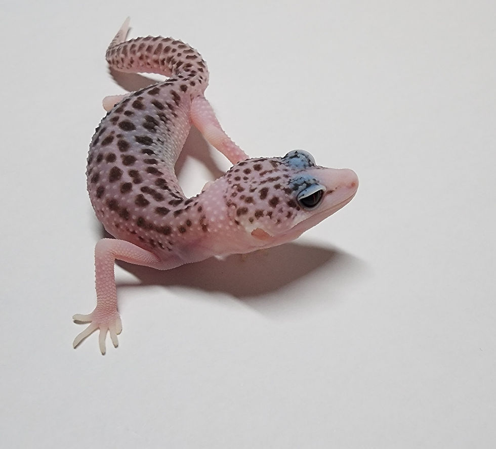 縮圖：#491 全日蝕(母)