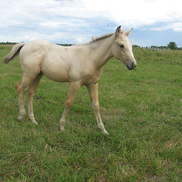 Really good granddaughter of Miss N Cash, she's got lots of run and lots of cow in her!