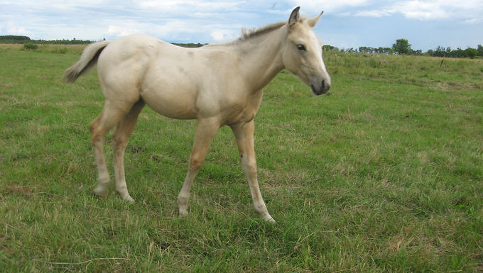 2023 Filly White Knight Buckskin 