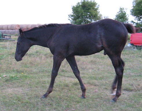 2024 Black Stud Colt