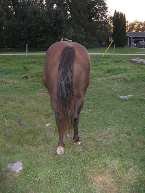 2008 Chestnut Mare "Teninomite Rose"