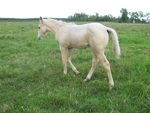 2023 Stud Colt Palomino