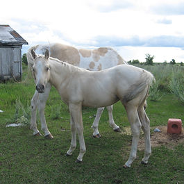 Breeding stock paint filly