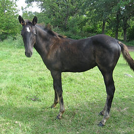Nice black Cow-Bred Stud colt