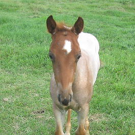Grandsire is Cats Redfeather