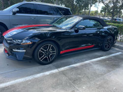 Black Mustang