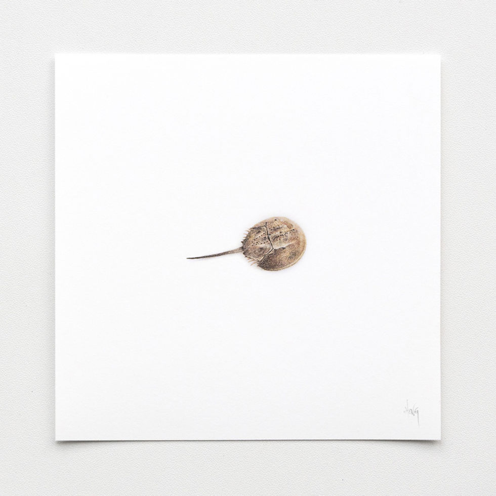 Coastal horseshoe crab – Fine Art Print