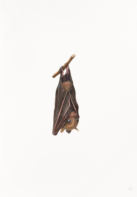 Colour pencil drawing of a Lesser short-nosed fruit bat baby