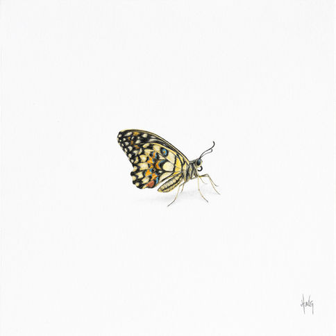 Miniature colour pencil drawing of a Lime butterfly