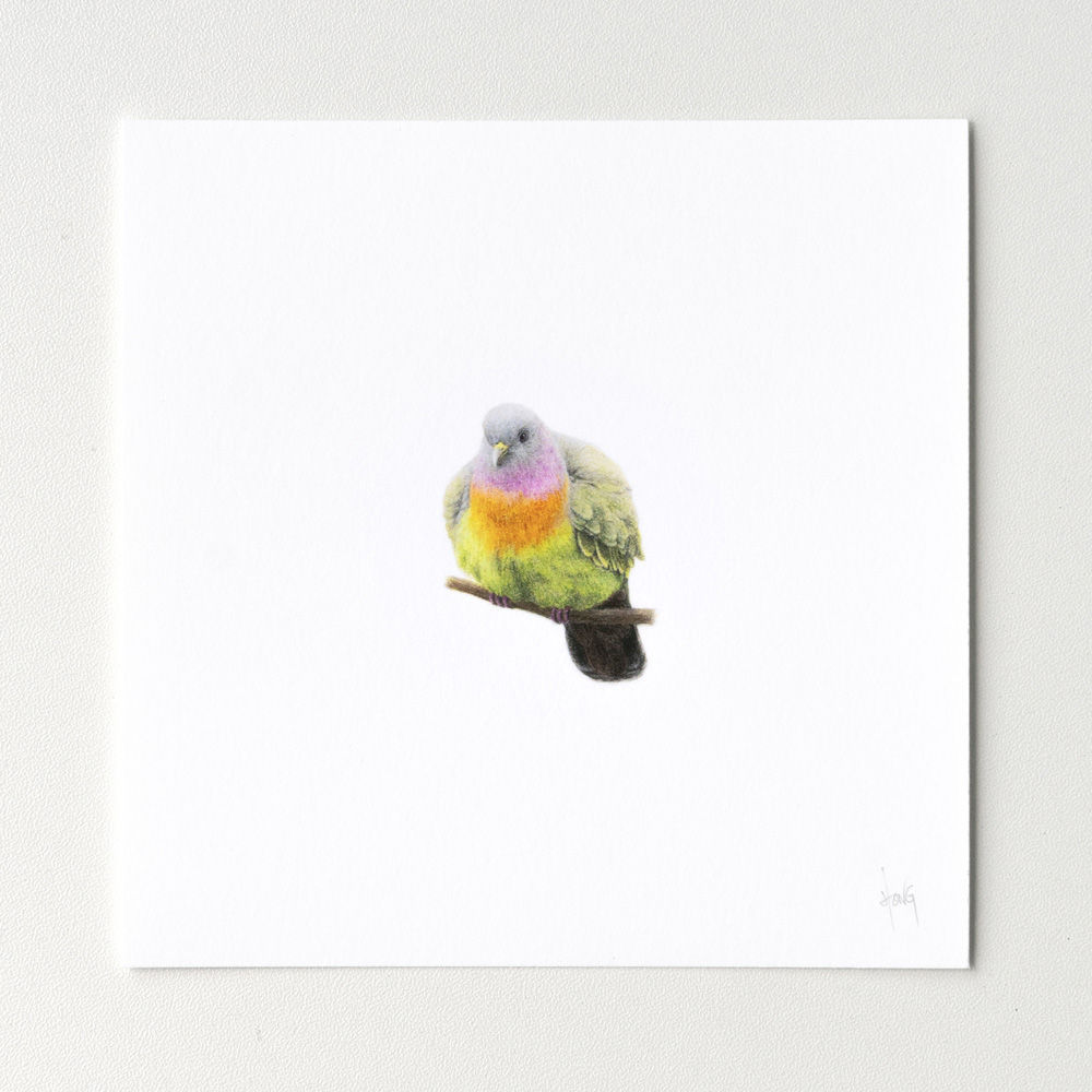 Pink-necked green pigeon – Fine Art Print