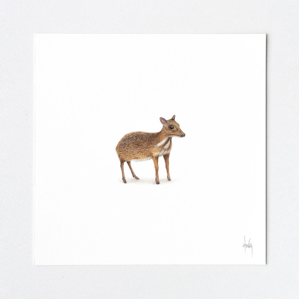 Lesser mousedeer – Original Drawing