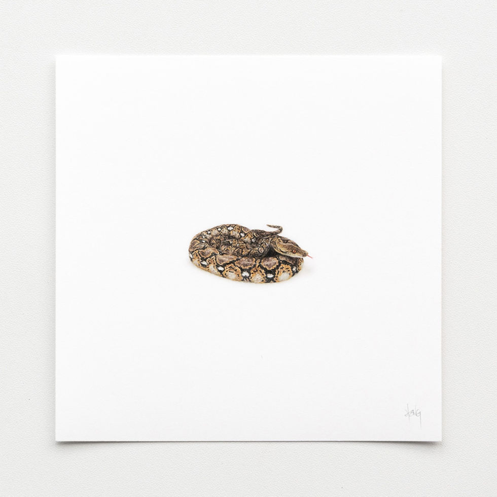 Reticulated python – Fine Art Print