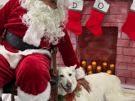 Pawliday Market 2025 Photos