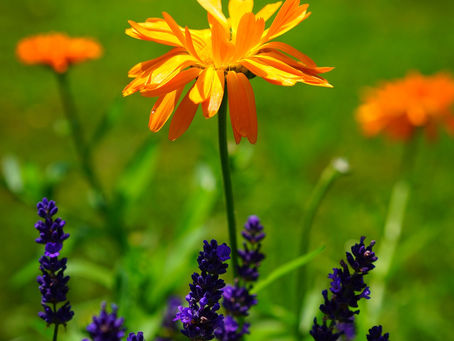 The Flower of Summer