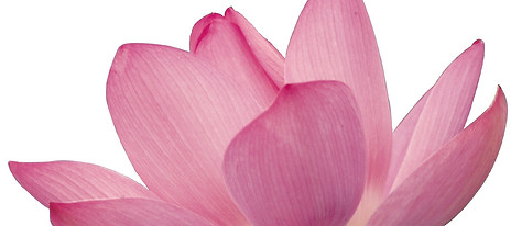 Pink Flower Petals