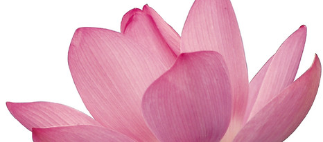 Pink Flower Petals