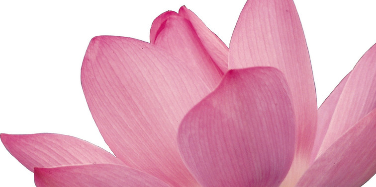 Fleur de lotus rose