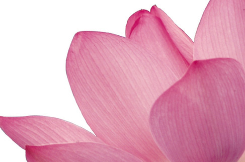 Pink Flower Petals