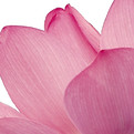 Fleur de lotus rose