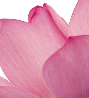 Pink Flower Petals