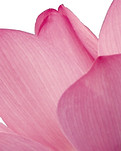 Pétalas da flor-de-rosa