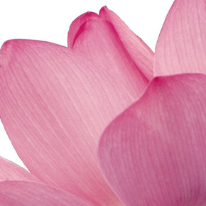 Pink Flower Petals