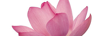 Pink Flower Petals