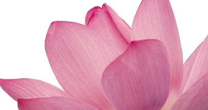 Rosa Blütenblätter