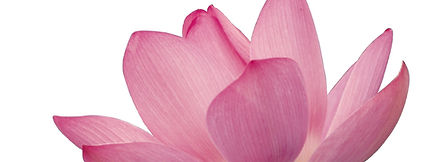 Pink Flower Petals