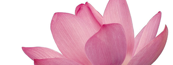Rosa Blütenblätter