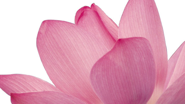 Aimer une fleur