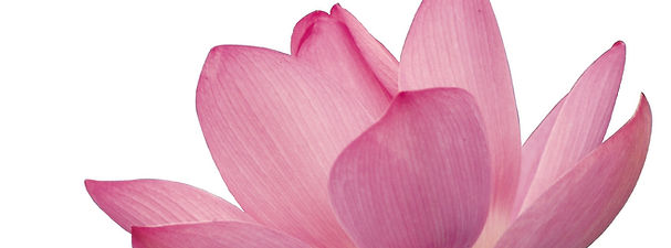 Pink Flower Petals