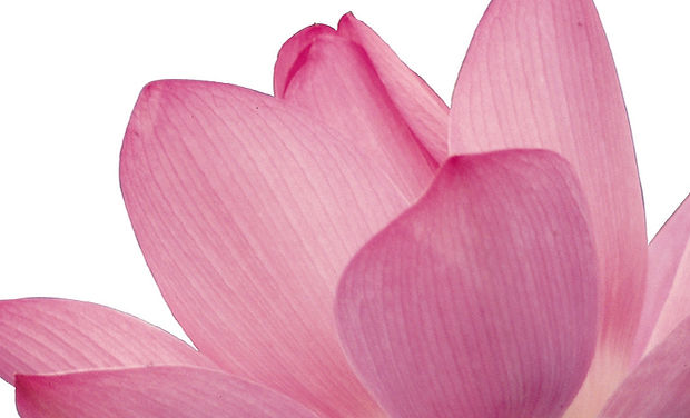 Pink Flower Petals