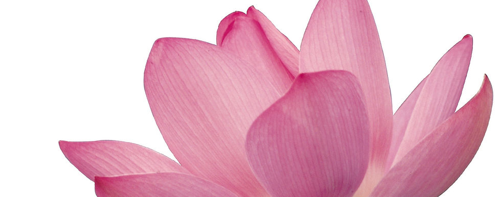 Fleur de lotus rose