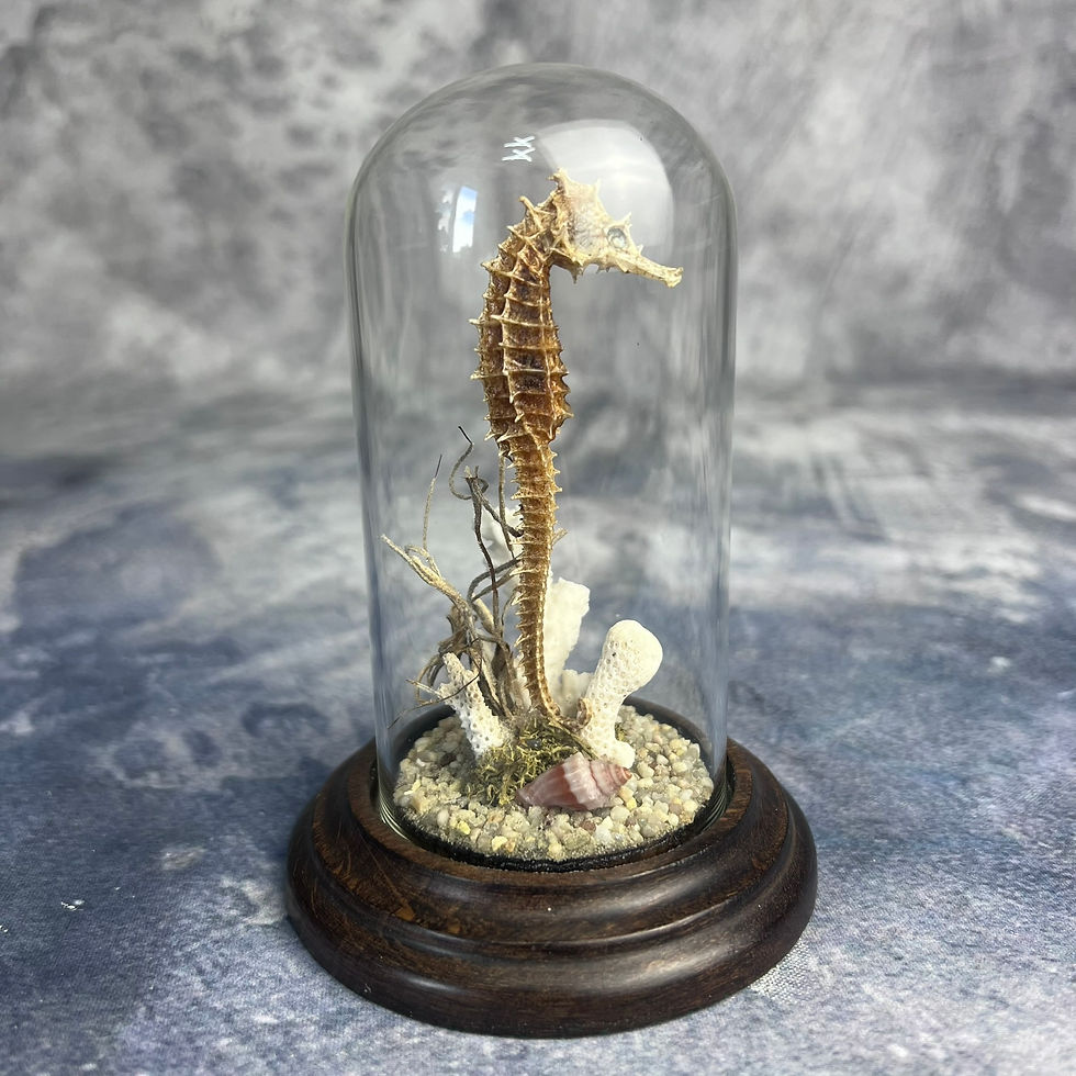 Thumbnail: Seahorse Nature Dome