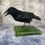 Thumbnail: Taxidermy Crow on Vintage Book