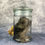 Thumbnail: Wet Specimen Tabby Kitten Small Jar 1