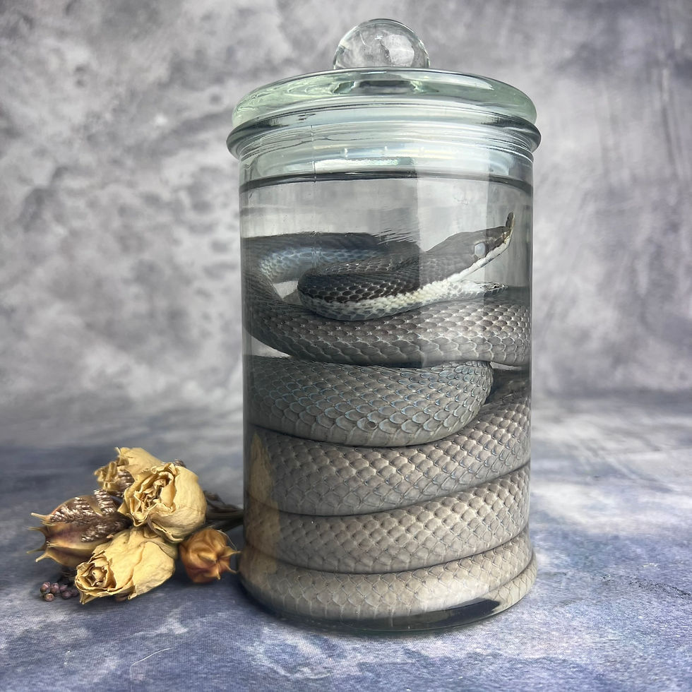Thumbnail: Wet Specimen Rhinoceros Rat Snake