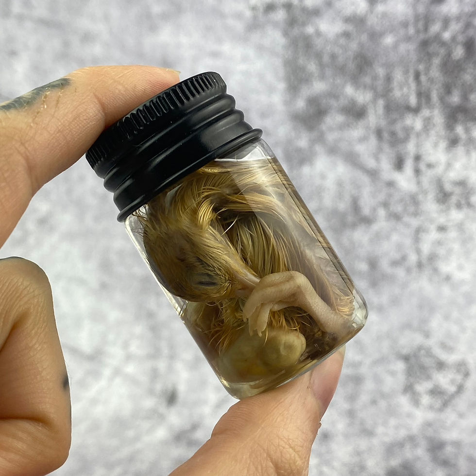 Thumbnail: Small Wet Specimen Japanese Quail (Coturnix japonica) Chick