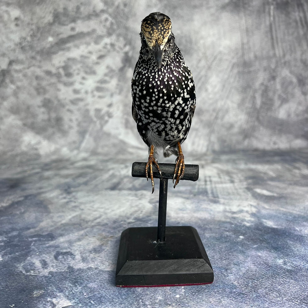Thumbnail: Taxidermy Common Starling