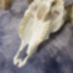 Thumbnail: Natural Light Curly Horned Ram Skull